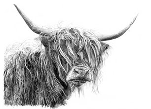 Highland-Cow-MoD-sml