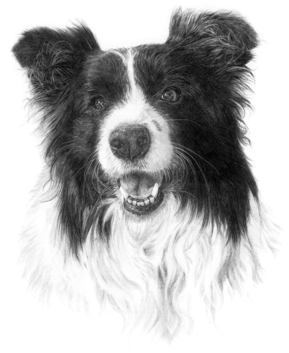 Heather-collie-mod-lge